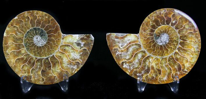 Polished Ammonite Pair - Million Years #22244